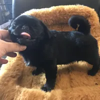 Ckc Toy Black Girl smaller, a female Pug for sale in Memphis, TN – Photo 2 of 7
