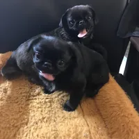 Ckc Toy Black Girl smaller, a female Pug for sale in Memphis, TN – Photo 6 of 7