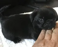 Ckc Toy Black Girl smaller, a female Pug for sale in Memphis, TN – Photo 3 of 7