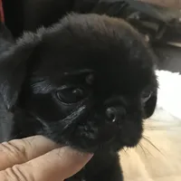 Ckc Toy Black Girl smaller, a female Pug for sale in Memphis, TN – Photo 2 of 7