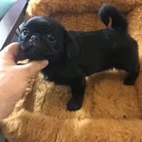 Ckc Toy Black Girl smaller, a female Pug for sale in Memphis, TN – Photo 3 of 7