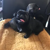 Ckc Toy Black Girl smaller, a female Pug for sale in Memphis, TN – Photo 5 of 7