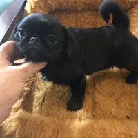 Ckc Toy Black Girl smaller, a female Pug for sale in Memphis, TN – Photo 1 of 7