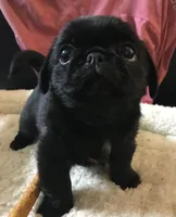 Ckc Toy Black Girl smaller, a female Pug for sale in Memphis, TN – Photo 1 of 7