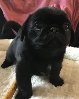 Ckc Toy Black Girl smaller, a female Pug for sale in Memphis, TN – Photo 4 of 7