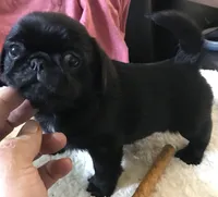 Ckc Toy Black Girl smaller, a female Pug for sale in Memphis, TN – Photo 5 of 7