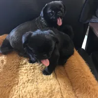 Ckc Toy Black Girl smaller, a female Pug for sale in Memphis, TN – Photo 7 of 7