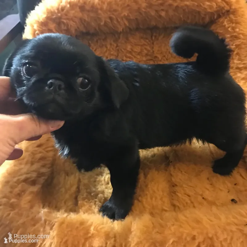 Ckc Toy Black Girl smaller – Pug puppy for sale in Memphis, TN