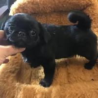 Ckc Toy Black Girl smaller, a female Pug for sale in Memphis, TN – Photo 4 of 7