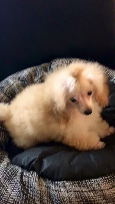 Akc tiny toy orange M , a male Poodle - Toy  for sale in Memphis, TN – 10 of 10
