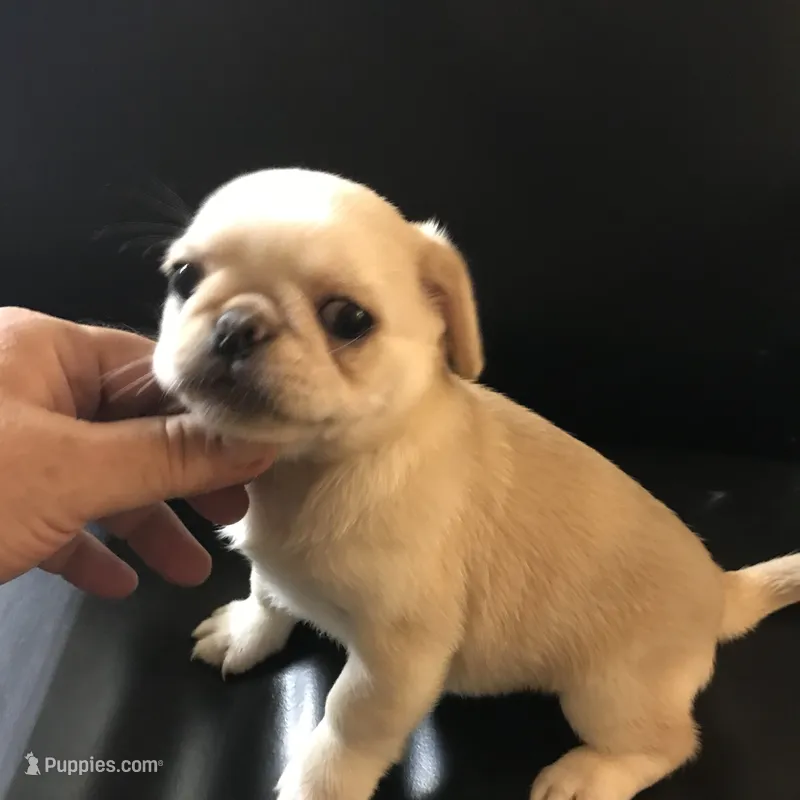 Pug cream with white  – Pug puppy for sale in Memphis, TN