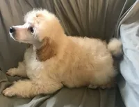 Akc full orange male , a male Poodle - Toy  for sale in Memphis, TN – 6 of 10