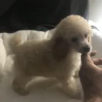 Akc full orange male , a male Poodle - Toy  for sale in Memphis, TN – Photo 3 of 6