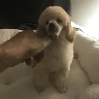 Akc full orange male , a male Poodle - Toy  for sale in Memphis, TN – Photo 5 of 6