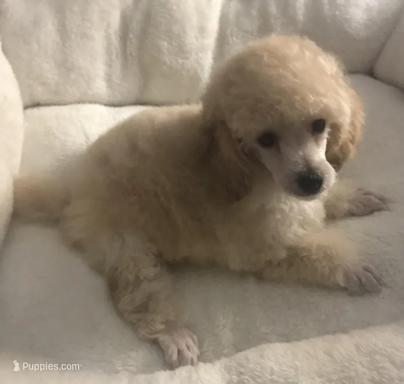 Akc full orange male  – Poodle - Toy  puppy for sale in Memphis, TN