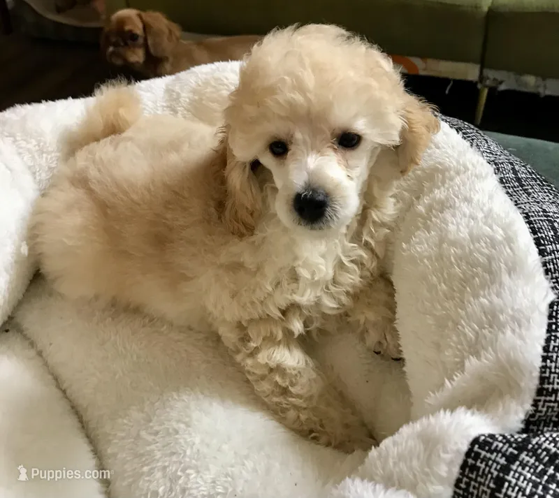 Akc full orange male  – Poodle - Toy  puppy for sale in Memphis, TN