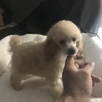 Akc full orange male , a male Poodle - Toy  for sale in Memphis, TN – Photo 6 of 6