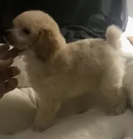 Akc full orange male , a male Poodle - Toy  for sale in Memphis, TN – Photo 2 of 6