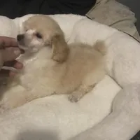 Akc full orange male , a male Poodle - Toy  for sale in Memphis, TN – Photo 4 of 6