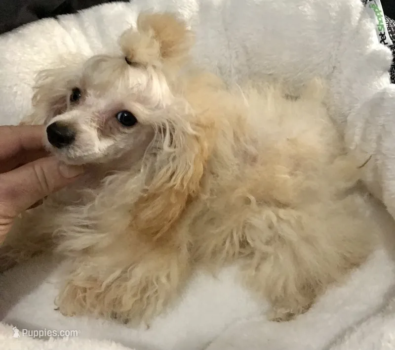 Akc tiny toy orange M  – Poodle - Toy  puppy for sale in Memphis, TN