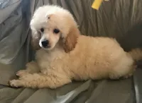 Akc full orange male , a male Poodle - Toy  for sale in Memphis, TN – 3 of 10
