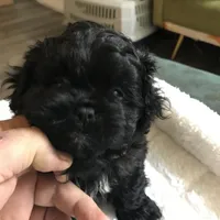 Ckc female malti poo, a female Maltipoo for sale in Memphis, TN – Photo 3 of 8