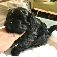 Ckc female malti poo, a female Maltipoo for sale in Memphis, TN – Photo 8 of 8