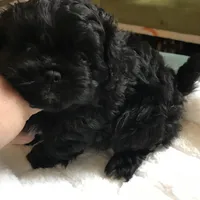 Ckc female malti poo, a female Maltipoo for sale in Memphis, TN – Photo 6 of 8