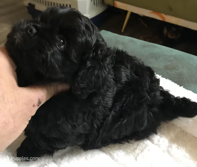 Ckc female malti poo