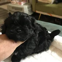 Ckc female malti poo, a female Maltipoo for sale in Memphis, TN – Photo 7 of 8