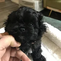 Ckc female malti poo, a female Maltipoo for sale in Memphis, TN – Photo 5 of 8