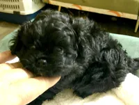 Ckc female malti poo, a female Maltipoo for sale in Memphis, TN – Photo 4 of 8