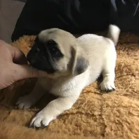 Pug male fawn black mask , a male Pug for sale in Memphis, TN – 2 of 8