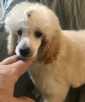 Akc full orange male , a male Poodle - Toy  for sale in Memphis, TN – 4 of 10