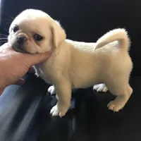 Pug white female , a female Pug for sale in Memphis, TN – 6 of 8