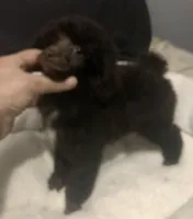 Akc full Brown male , a male Poodle - Toy  for sale in Memphis, TN – Photo 4 of 6