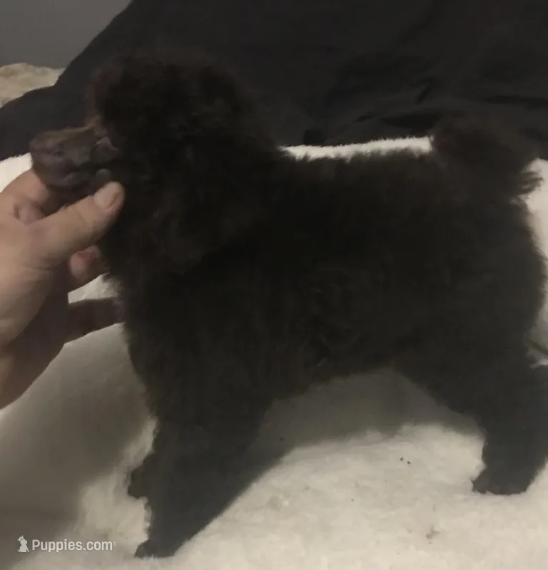 Akc full Brown male  – Poodle - Toy  puppy for sale in Memphis, TN