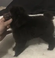 Akc full Brown male , a male Poodle - Toy  for sale in Memphis, TN – Photo 1 of 6