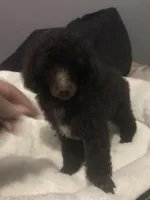 Akc full Brown male , a male Poodle - Toy  for sale in Memphis, TN – Photo 6 of 6