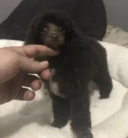 Akc full Brown male , a male Poodle - Toy  for sale in Memphis, TN – Photo 3 of 6