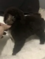 Akc full Brown male , a male Poodle - Toy  for sale in Memphis, TN – Photo 5 of 6