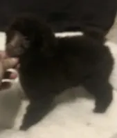 Akc full Brown male , a male Poodle - Toy  for sale in Memphis, TN – Photo 2 of 6