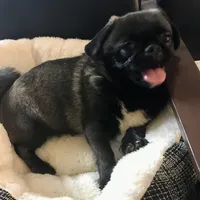 Sable female , a female Pug for sale in Memphis, TN – 5 of 10