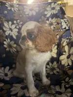 Akc GCHB sired Boone , a male English Toy Spaniel for sale in Memphis, TN – 3 of 3