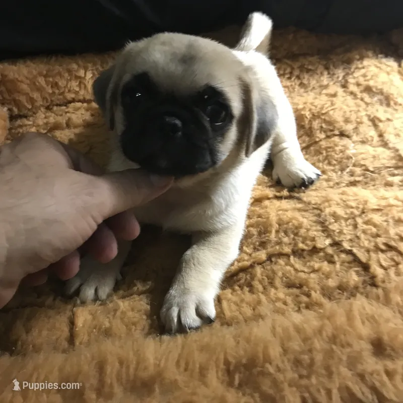 Pug male fawn black mask  – Pug puppy for sale in Memphis, TN