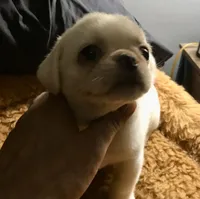 Pug cream with white , a female Pug for sale in Memphis, TN – 7 of 8
