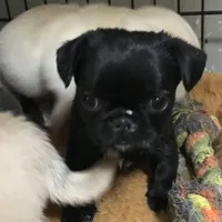 Sable female , a female Pug for sale in Memphis, TN – Photo 2 of 6