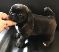 Sable female , a female Pug for sale in Memphis, TN – Photo 5 of 6