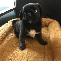 Sable female , a female Pug for sale in Memphis, TN – Photo 6 of 7