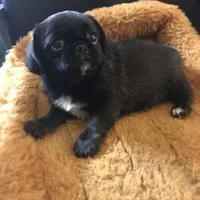 Sable female , a female Pug for sale in Memphis, TN – Photo 3 of 7